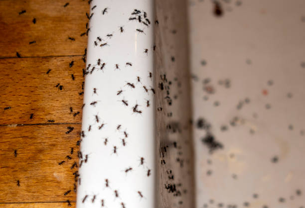 Best Residential Pest Control  in Boulevard Park, WA